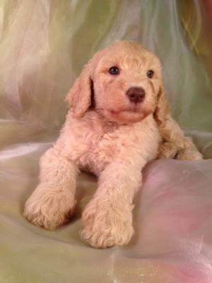 Standard poodle puppies just a few miles south of Minnesota! Professional Puppy breeders with apricot males that have green eyes for sale!
